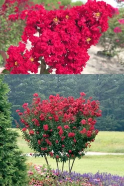 Red Rocket Crape Myrtle - 1 Gallon Pot 9 Red Rocket Crape Myrtle - 1 Gallon Pot -Garden & Outdoors Crape Myrtle Red Rocket 500x750 3