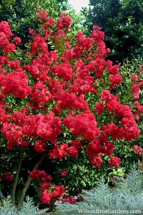 Red Rocket Crape Myrtle - 1 Gallon Pot 4 Red Rocket Crape Myrtle - 1 Gallon Pot - Image 4