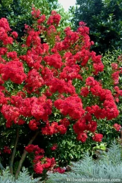 Red Rocket Crape Myrtle - 6 Pack Of 1 Gallon Pots -Garden & Outdoors Crape Myrtle Red Rocket 7