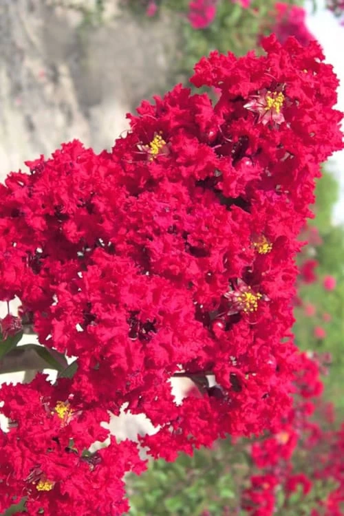 Red Rocket Crape Myrtle - 3 Gallon Pot (Single Trunk Tree) -Garden & Outdoors Crape Myrtle Red Rocket Closeup 500x750 4