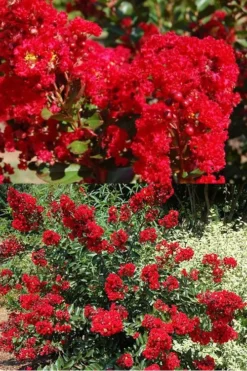 Red Rooster Crape Myrtle - 7 Gallon Pot -Garden & Outdoors Crape Myrtle Red Rooster 5 x750