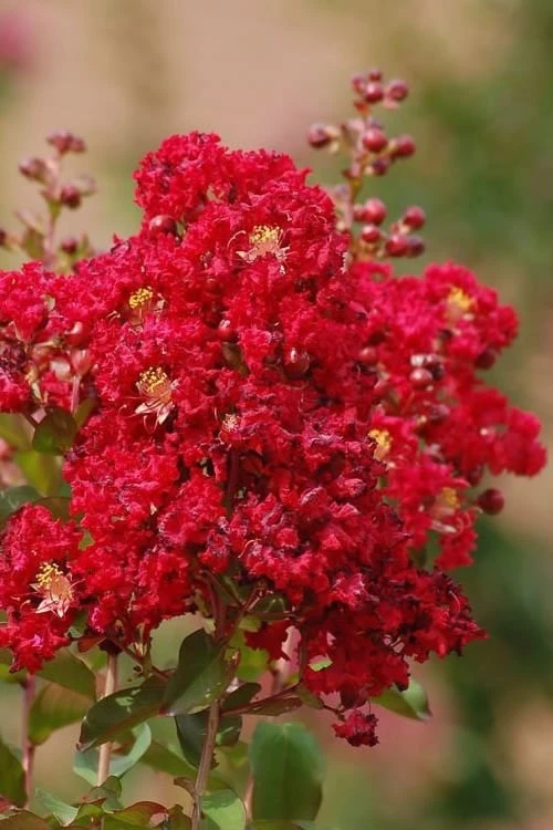 Red Rooster Crape Myrtle - 7 Gallon Pot -Garden & Outdoors Crape Myrtle Red Rooster 6
