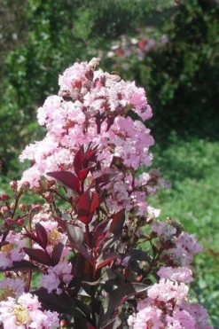 Rhapsody In Pink Crape Myrtle - 1 Gallon Pot -Garden & Outdoors Crape Myrtle Rhapsody In Pink 10