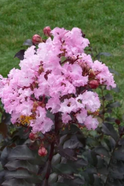 Rhapsody In Pink Crape Myrtle - 1 Gallon Pot -Garden & Outdoors Crape Myrtle Rhapsody In Pink 11