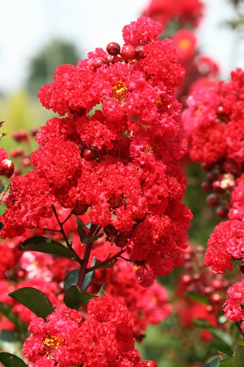 Ruffled Red Magic Crape Myrtle - 3 Gallon Pot 1 Ruffled Red Magic Crape Myrtle - 3 Gallon Pot