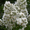 Sarah's Favorite Crape Myrtle - 6 Pack Of 1 Gallon Pots