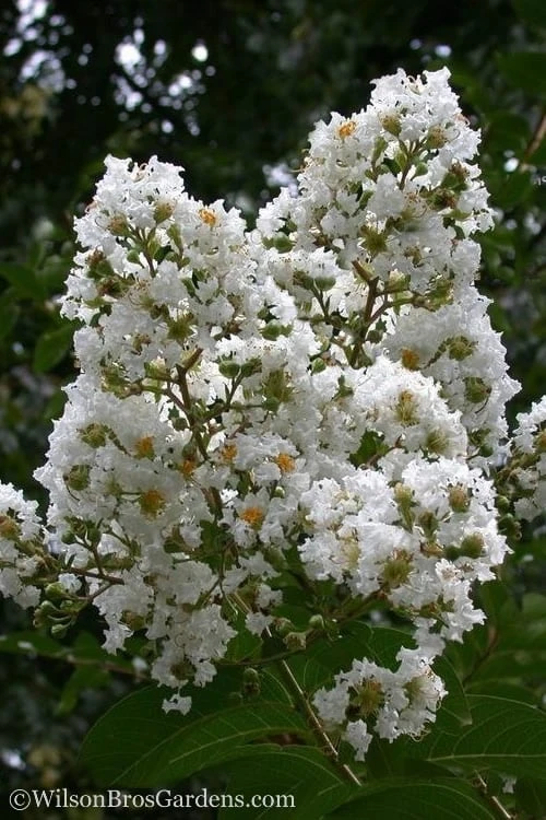 Sarah's Favorite Crape Myrtle - 6 Pack Of 1 Gallon Pots -Garden & Outdoors Crape Myrtle Sarahs Favorite 7