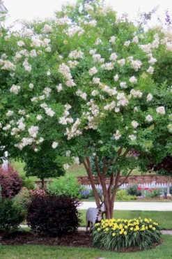 Sarah's Favorite Crape Myrtle - 6 Pack Of 1 Gallon Pots -Garden & Outdoors Crape Myrtle Sarahs Favorite 8