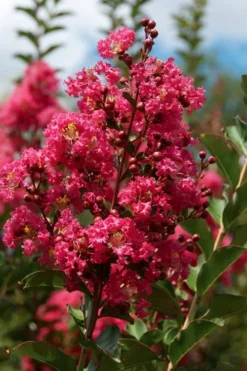 Tonto Red Crape Myrtle - 7 Gallon Pot (3-4') 9 Tonto Red Crape Myrtle - 7 Gallon Pot (3-4') -Garden & Outdoors Crape Myrtle Tonto 10