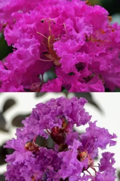 Twilight Purple Crape Myrtle (Single Trunk Tree) - 3 Gallon Pot -Garden & Outdoors Crape Myrtle Twilight Purple 22 1