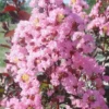 Rhapsody In Pink Crape Myrtle - 1 Gallon Pot