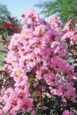 Rhapsody In Pink Crape Myrtle - 1 Gallon Pot