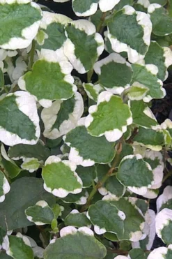 Variegated Creeping Fig - Ficus Pumila 'Variegata' - 6 Pack Of Pint Pots -Garden & Outdoors Creeping Fig Variegated Ficus Pumila Rev 500x750 1