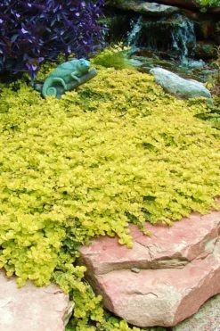 Golden Creeping Jenny (Lysimachia Nummularia 'Aurea') - 5 Pack Of Quart Pots -Garden & Outdoors Creeping Jenny 20