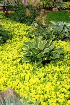 Golden Creeping Jenny (Lysimachia Nummularia 'Aurea') - 5 Pack Of Quart Pots -Garden & Outdoors Creeping Jenny 21