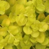 Golden Creeping Jenny (Lysimachia Nummularia 'Aurea') - 5 Pack Of Quart Pots