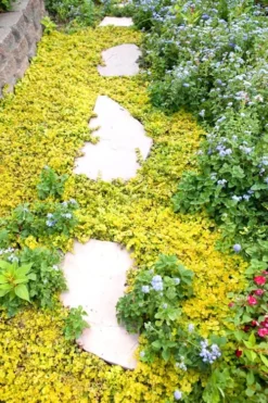 Golden Creeping Jenny (Lysimachia Nummularia 'Aurea') - 5 Pack Of Quart Pots -Garden & Outdoors Creeping Jenny 25