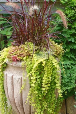 Golden Creeping Jenny (Lysimachia Nummularia 'Aurea') - 5 Pack Of Quart Pots -Garden & Outdoors Creeping Jenny 26