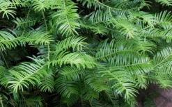 Creeping Japanese Plum Yew (Cephalotaxus Harringtonia 'Prostrata') - 6 Pack Of 1 Gallon Pots -Garden & Outdoors Creeping japanese Plum Yew 1