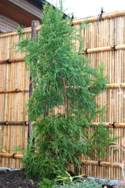 Rasen Sugi Cryptomeria Japanese Cedar - 1 Gallon Pot -Garden & Outdoors Cryptomeria Rasen Sugi 1