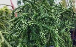 Rasen Sugi Cryptomeria Japanese Cedar - 1 Gallon Pot -Garden & Outdoors Cryptomeria Rasen Sugi 3