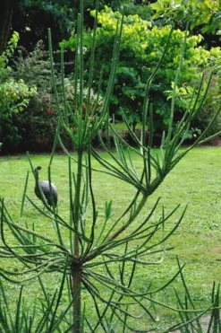 Snake Branch Japanese Cedar - Cryptomeria Japonica 'Araucarioides' - 3 Gallon Pot -Garden & Outdoors Cryptomeria Snake Branch 15