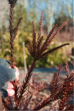 Snake Branch Japanese Cedar - Cryptomeria Japonica 'Araucarioides' - 3 Gallon Pot -Garden & Outdoors Cryptomeria Snake Branch 16