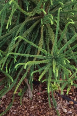 Snake Branch Japanese Cedar - Cryptomeria Japonica 'Araucarioides' - 3 Gallon Pot -Garden & Outdoors Cryptomeria Snake Branch 3