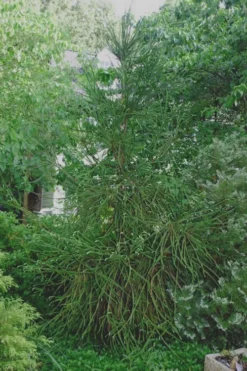 Snake Branch Japanese Cedar - Cryptomeria Japonica 'Araucarioides' - 3 Gallon Pot -Garden & Outdoors Cryptomeria Snake Branch 7