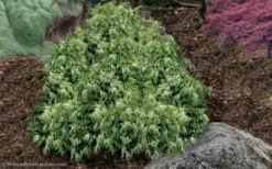 Marie's White Dwarf Hinoki Cypress - Chamaecyparis Obtusa 'Mariesii - 1 Gallon Pot -Garden & Outdoors Cypress Hinoki Mariessii 11 1