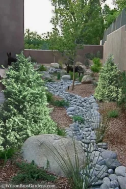 Marie's White Dwarf Hinoki Cypress - Chamaecyparis Obtusa 'Mariesii - 1 Gallon Pot -Garden & Outdoors Cypress Hinoki Mariessii 12 1