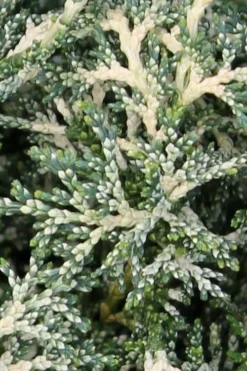 Marie's White Dwarf Hinoki Cypress - Chamaecyparis Obtusa 'Mariesii - 5 Gallon Pot -Garden & Outdoors Cypress Hinoki Mariessii 5