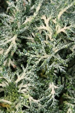 Marie's White Dwarf Hinoki Cypress - Chamaecyparis Obtusa 'Mariesii - 5 Gallon Pot -Garden & Outdoors Cypress Hinoki Mariessii 6