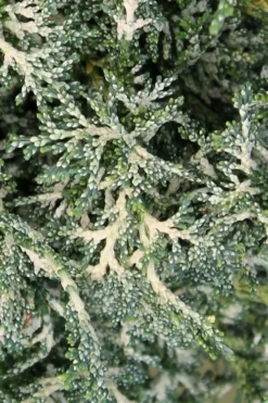 Marie's White Dwarf Hinoki Cypress - Chamaecyparis Obtusa 'Mariesii - 1 Gallon Pot -Garden & Outdoors Cypress Hinoki Mariessii 7 1