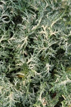 Marie's White Dwarf Hinoki Cypress - Chamaecyparis Obtusa 'Mariesii - 1 Gallon Pot -Garden & Outdoors Cypress Hinoki Mariessii 8 1