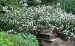 Summer Ice Daphne - 2 Gallon Pot 8 Summer Ice Daphne - 2 Gallon Pot -Garden & Outdoors Daphne Summer Ice 4