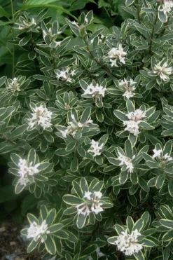 Summer Ice Daphne - 2 Gallon Pot 9 Summer Ice Daphne - 2 Gallon Pot -Garden & Outdoors Daphne Summer Ice 6