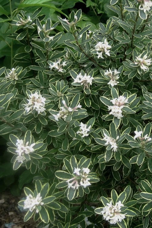 Summer Ice Daphne - 2 Gallon Pot 5 Summer Ice Daphne - 2 Gallon Pot - Image 5