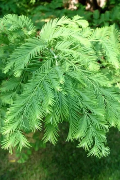Miss Grace Weeping Dawn Redwood Tree (Metasequoia) - 3 Gallon Pot 9 Miss Grace Weeping Dawn Redwood Tree (Metasequoia) - 3 Gallon Pot -Garden & Outdoors Dawn Redwood 3