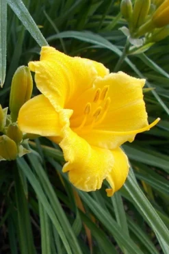Evergreen Stella Daylily - 1 Gallon Pot -Garden & Outdoors Daylily Evergreen Stella 1