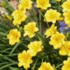 Evergreen Stella Daylily - 1 Gallon Pot