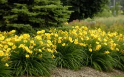 Evergreen Stella Daylily - 1 Gallon Pot -Garden & Outdoors Daylily Stella De Oro 26