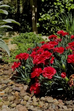 Super Trouper Velvet Red Dianthus (Carnation) - 5 Pack Of Quart Pots 7 Super Trouper Velvet Red Dianthus (Carnation) - 5 Pack Of Quart Pots -Garden & Outdoors Dianthus Super Trouper Velvet Red 1