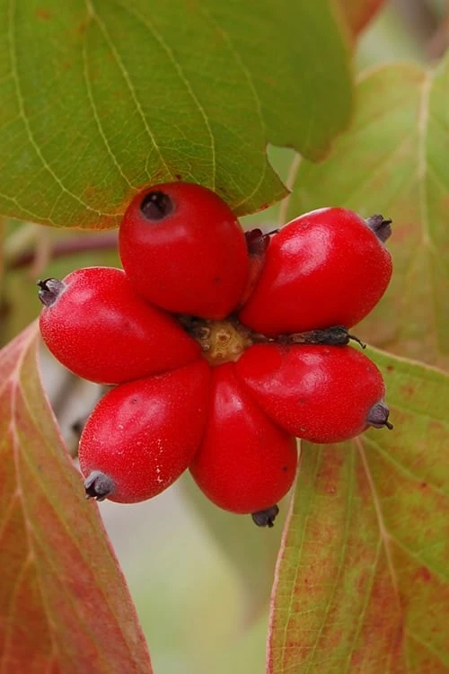 Ragin' Red Dogwood Tree - 3 Gallon Pot 8 Ragin' Red Dogwood Tree - 3 Gallon Pot - Image 8