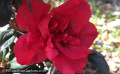 Autumn Fire Encore Azalea - 1 Gallon Pot 10 Autumn Fire Encore Azalea - 1 Gallon Pot -Garden & Outdoors Encore Azalea Autumn Fire WB