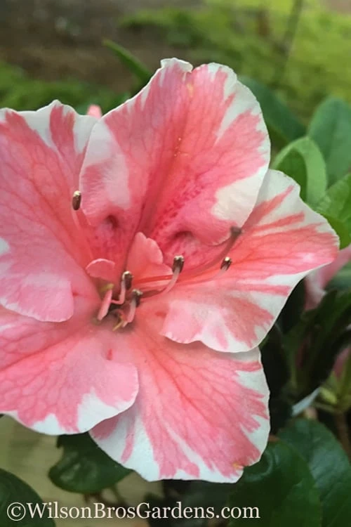 Autumn Sunburst Encore Azalea - 2 Gallon Pot 1 Autumn Sunburst Encore Azalea - 2 Gallon Pot