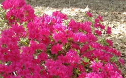 Autumn Sundance Encore Azalea - 1 Gallon Pot -Garden & Outdoors Encore Azalea Autumn Sundance 50