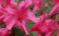Autumn Sundance Encore Azalea - 1 Gallon Pot -Garden & Outdoors Encore Azalea Autumn Sundance 51