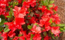 Autumn Sunset Encore Azalea - 1 Gallon Pot -Garden & Outdoors Encore Azalea Autumn Sunset 5