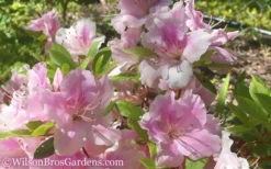 Autumn Sweetheart Encore Azalea - 1 Gallon Pot 7 Autumn Sweetheart Encore Azalea - 1 Gallon Pot -Garden & Outdoors Encore Azalea Autumn Sweetheart 51
